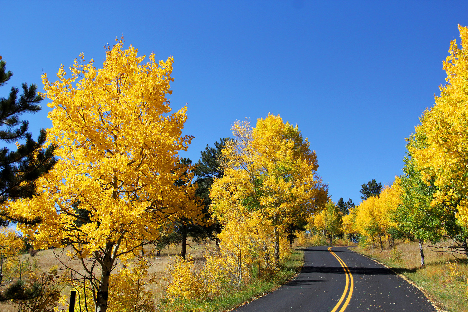 The fall colors peak in Golden Gate Canyon State Park from September through October.